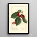 Prunus avium Royal Novelle - Ellen Isham Schutt — framed artwork on a wall