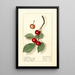 Prunus avium Spate Amarelle - Ellen Isham Schutt — framed artwork on a wall