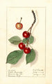 Prunus avium Spate Amarelle - Ellen Isham Schutt — artwork view