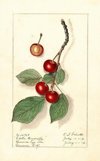 Prunus avium Spate Amarelle - Ellen Isham Schutt — artwork view