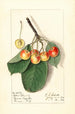 Prunus avium Yellow Spanish - Ellen Isham Schutt — artwork view