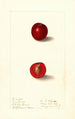 Prunus domestica Free Silver - Ellen Isham Schutt | Painting — artwork view