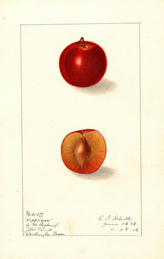 Prunus domestica Happiness - Ellen Isham Schutt — artwork view