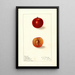 Prunus domestica Happiness - Ellen Isham Schutt — framed artwork on a wall