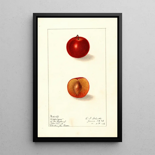 Prunus domestica Happiness - Ellen Isham Schutt — framed artwork on a wall