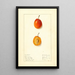 Prunus domestica Munson - Ellen Isham Schutt — framed artwork on a wall