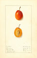Prunus domestica Munson - Ellen Isham Schutt — artwork view
