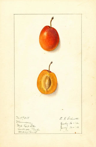 Prunus domestica Munson - Ellen Isham Schutt — artwork view