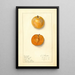 Prunus domestica Ragland - Ellen Isham Schutt — framed artwork on a wall
