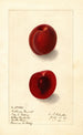 Prunus domestica Rutland Plumcot - Ellen Isham Schutt — artwork view