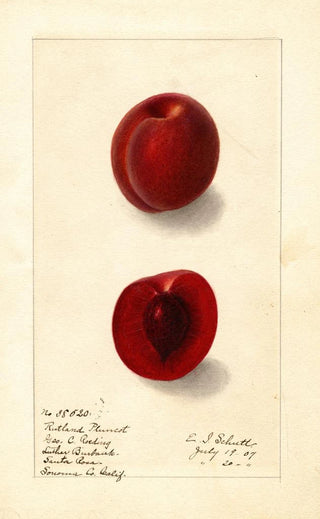 Prunus domestica Rutland Plumcot - Ellen Isham Schutt — artwork view