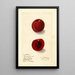 Prunus domestica Rutland Plumcot - Ellen Isham Schutt — framed artwork on a wall