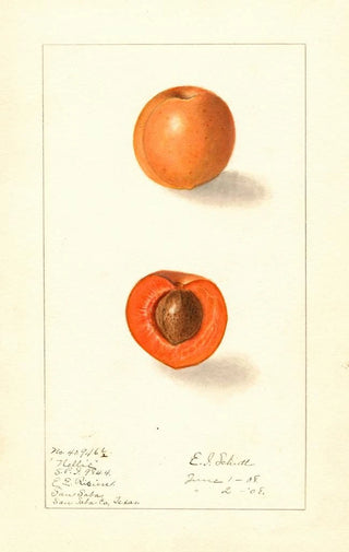 Prunus mume Nellie - Ellen Isham Schutt — artwork view