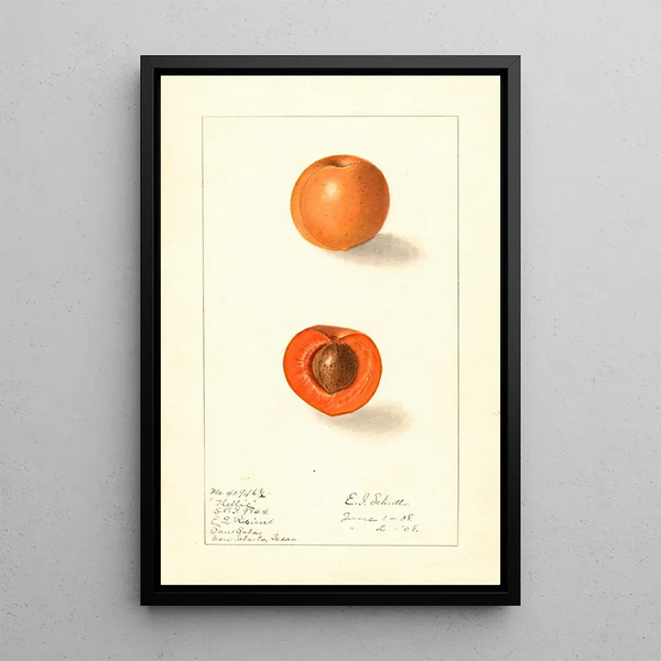 Prunus mume Nellie - Ellen Isham Schutt — framed artwork on a wall