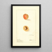 Prunus mume Russian - Ellen Isham Schutt — framed artwork on a wall
