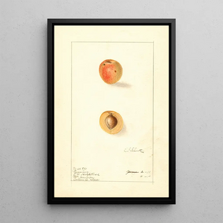 Prunus mume Russian - Ellen Isham Schutt — framed artwork on a wall