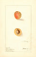 Prunus mume Russian - Ellen Isham Schutt — artwork view