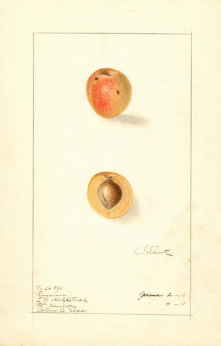 Prunus mume Russian - Ellen Isham Schutt — artwork view