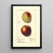 Prunus persica - Ellen Isham Schutt — framed artwork on a wall