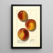 Prunus persica Elberta - Ellen Isham Schutt — framed artwork on a wall