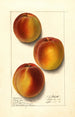 Prunus persica Elberta - Ellen Isham Schutt — artwork view