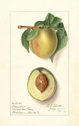 Prunus persica Greensboro - Ellen Isham Schutt — artwork view