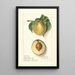Prunus persica Greensboro - Ellen Isham Schutt — framed artwork on a wall