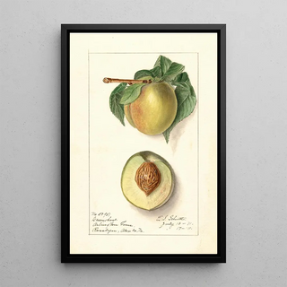 Prunus persica Greensboro - Ellen Isham Schutt — framed artwork on a wall