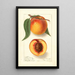 Prunus persica Highland Beauty - Ellen Isham Schutt — framed artwork on a wall