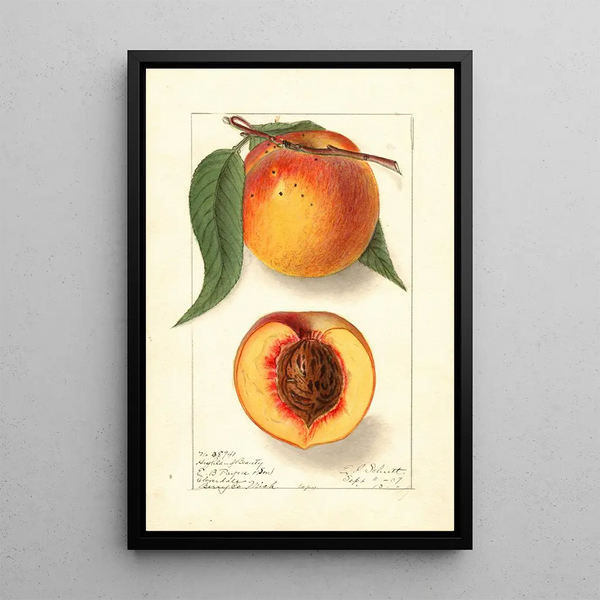 Prunus persica Highland Beauty - Ellen Isham Schutt — framed artwork on a wall