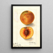 Prunus persica Oliver - Ellen Isham Schutt — framed artwork on a wall