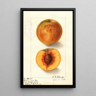 Prunus persica Oliver - Ellen Isham Schutt — framed artwork on a wall