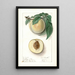 Prunus persica Red River - Ellen Isham Schutt — framed artwork on a wall