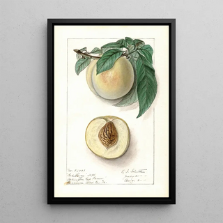 Prunus persica Red River - Ellen Isham Schutt — framed artwork on a wall
