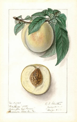Prunus persica Red River - Ellen Isham Schutt — artwork view