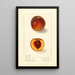 Prunus persica Sterling - Ellen Isham Schutt — framed artwork on a wall
