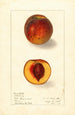 Prunus persica Sterling - Ellen Isham Schutt — artwork view