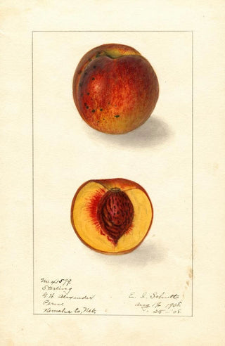 Prunus persica Sterling - Ellen Isham Schutt — artwork view