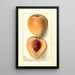 Prunus persica Texan - Ellen Isham Schutt — framed artwork on a wall