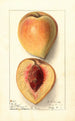 Prunus persica Texan - Ellen Isham Schutt — artwork view