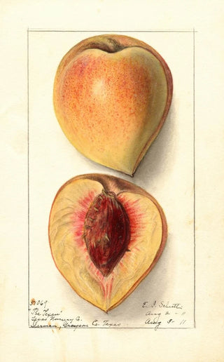 Prunus persica Texan - Ellen Isham Schutt — artwork view