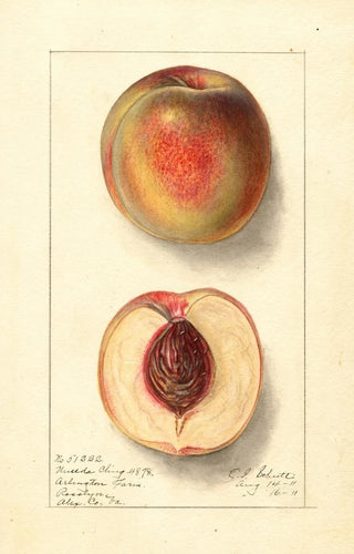 Prunus persica Uneeda Cling - Ellen Isham Schutt — artwork view