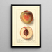 Prunus persica Uneeda Cling - Ellen Isham Schutt — framed artwork on a wall