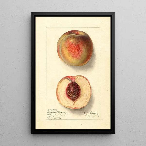 Prunus persica Uneeda Cling - Ellen Isham Schutt — framed artwork on a wall
