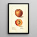 Prunus persica Yellow Swan - Ellen Isham Schutt — framed artwork on a wall