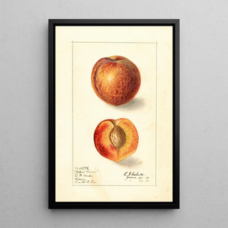 Prunus persica Yellow Swan - Ellen Isham Schutt — framed artwork on a wall