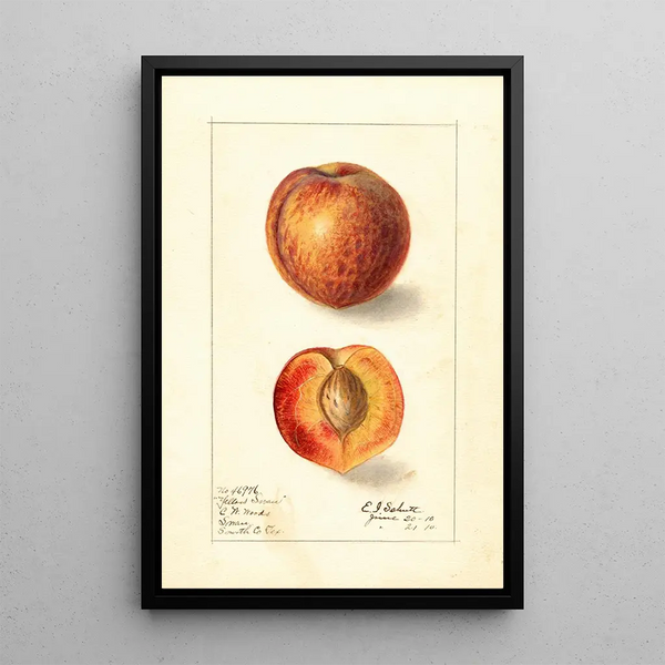Prunus persica Yellow Swan - Ellen Isham Schutt — framed artwork on a wall