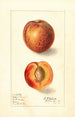 Prunus persica Yellow Swan - Ellen Isham Schutt — artwork view