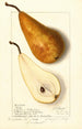 Pyrus communis Bosc - Ellen Isham Schutt — artwork view