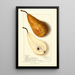 Pyrus communis Bosc - Ellen Isham Schutt — framed artwork on a wall